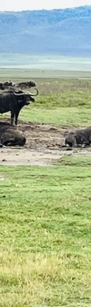 Ngorongoro-Krater – Tiere in Hülle und Fülle